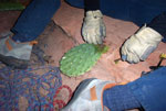 image for Prickly Pear Cactus Delight