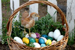 image for Natural Dyed Easter Eggs