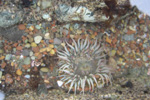 image for Leo Carrillo State Park- Camping Fact Sheet