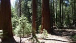 image for Redwood Canyon