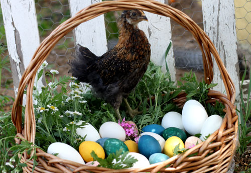Natural Dyed Easter Eggs-Chicken