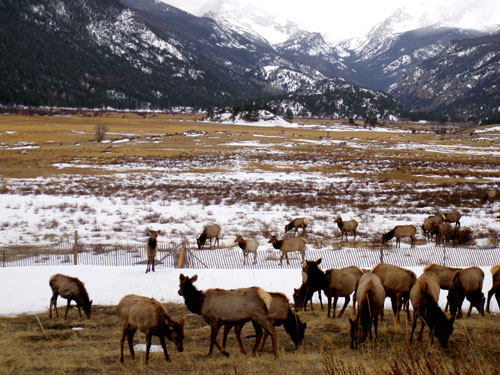 Elk- Rocky Mtn National Park