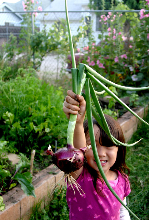 Child holding a freshly picked red onion