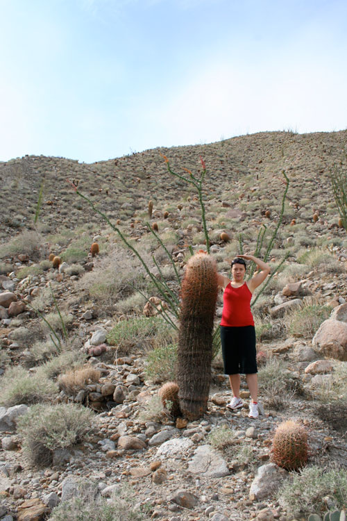 anza-borrego-barrel-cactus
