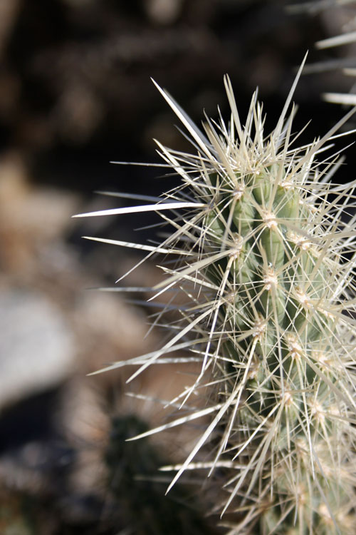 anza-borrego-cactus