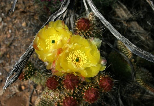 red-rock-cactus-bloom