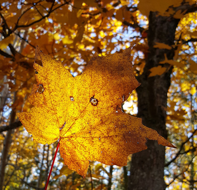 Golden Fall Leaf