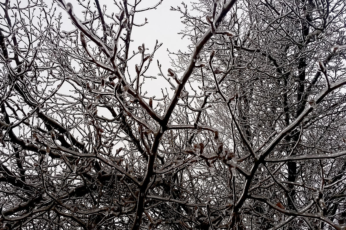 Frozen Forest