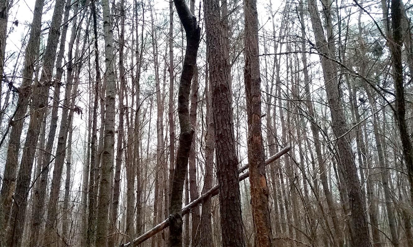 North Carolina woods